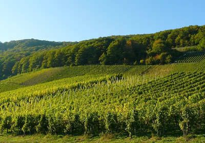 Casa Vinicola Ferrero - La tenuta HP